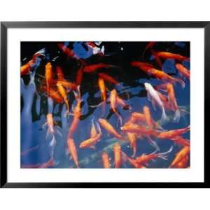  Goldfish In Pond At Chinese And Japanese Gardens 