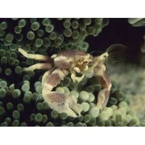  An Anemone Crab Nestled in the Stinging Tentacles of a Sea Anemone 