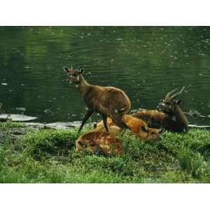  Sitatunga Antelopes Rest at the Waters Edge Stretched 