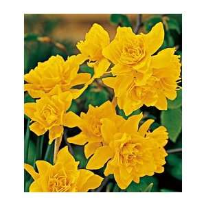  Narcissus Double Campernelle Patio, Lawn & Garden