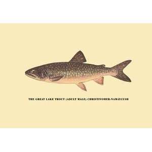   poster printed on 20 x 30 stock. Great Lake Trout