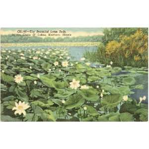   Postcard   Lotus Beds   Chain O Lakes Illinois 