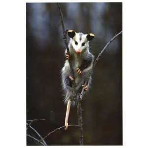  New Beautiful Matt Miles Photography Oppossum Marsupial 