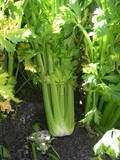 Heirloom Vegetable Seed Packet   Celery  