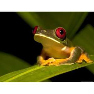 Nocturnal Red Eyed Tree Frog (Agalychnis Callidryas) Sitting on Leaf 