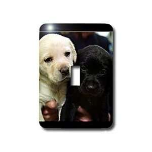 Dogs Labrador Retriever   Black and Yellow Lab Puppies   Light Switch 