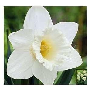  Trumpet Daffodil Bulbs Mount Hood Patio, Lawn & Garden