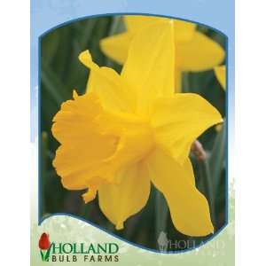  CalifOrnia Daffodil   4 bulbs Patio, Lawn & Garden