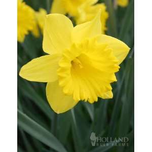  Dutch Master Daffodil   5 bulbs Patio, Lawn & Garden