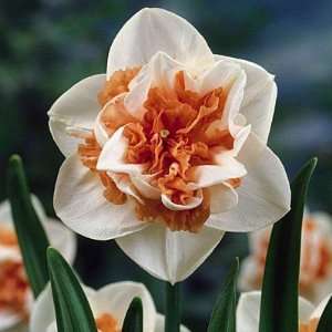  Double Daffodil Bulbs Pink Paradise Patio, Lawn & Garden