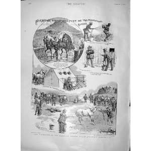   1897 Rinderpest Transvaal Disinfection Horses Africa