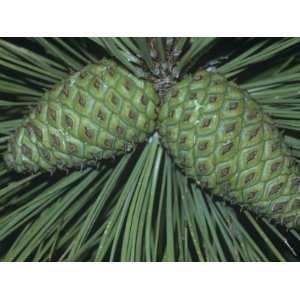  Unopened Young Female or Seed Cones of the Ponderosa Pine 