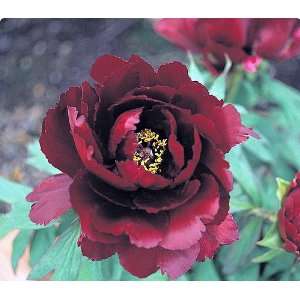    Peony Perennial   Potted   Maroon Blooms Patio, Lawn & Garden