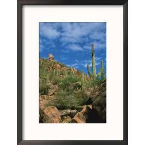 com Saguaro Cactus in Sonoran Desert, Saguaro National Park, Arizona 