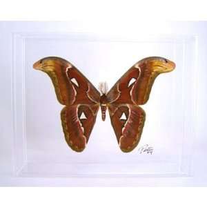  Atlas Moth   Attacus Atlas in 8 x 10 Display Case 