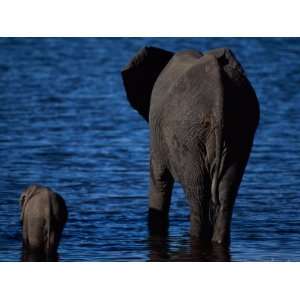  African Elephant with its Young Wading in the Water 