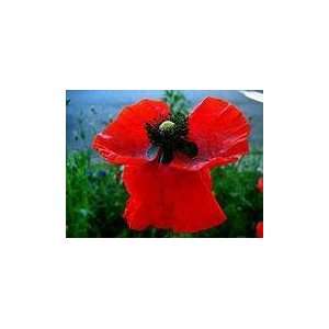   Red Poppy Seeds Red Flanders Corn Wholesale Lot Patio, Lawn & Garden