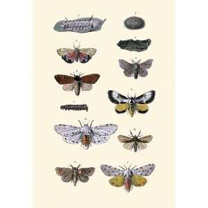  Insect Study #6 12x18 Giclee on canvas