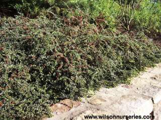 Rockspray Cotoneaster   Cotoneaster apiculata   Potted  