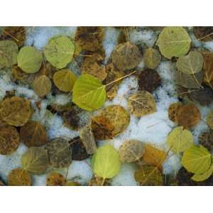  Autumn Hued Leaves Lying on the Ground in Melting Snow 