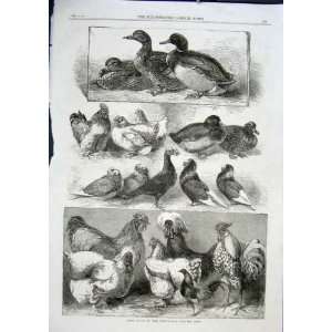  Prize Birds Ducks Pigeons Poultry Birmingham 1863