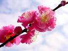 Japanese Apricot, Chinese Plum, Prunus mume, Tree Seeds