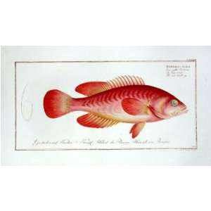  Marcus E Bloch Fish Print   Grouper Fine Art Reproduction 