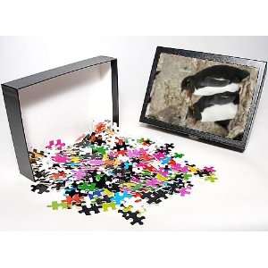   Puzzle of Rockhopper Penguins from Ardea Wildlife Pets Toys & Games