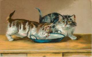 Cats 1908 Bowl of Milk Tuck Humorous Cats Postcard  