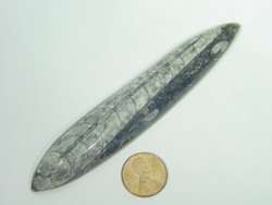 BUTW Orthoceras nautiloid fossil wand lapidary 3139B  