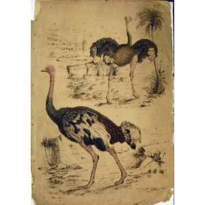   Natural History C1825 Struthio Ostriches Birds Turvey