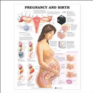  Pregnancy and Birth Anatomical Chart 20 X 26 Health 