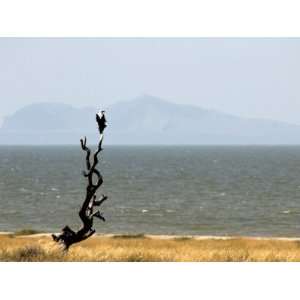  Fish Eagle, Lake Turkana, Kenya, East Africa, Africa 