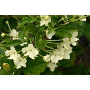  Brunfelsia americana   Lady of the night Patio, Lawn 