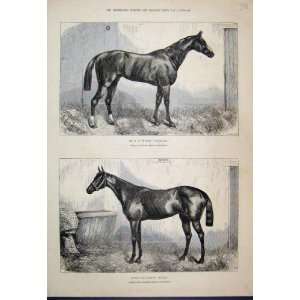 1874 Prince Soltykoff Balfe Vyner Camballo Horses Print 