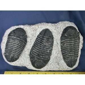  Triple Trilobite Fossil, 8.16.1 