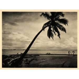  1929 Negombo Sri Lanka Cinnamon Palm Tree Beach Asia 