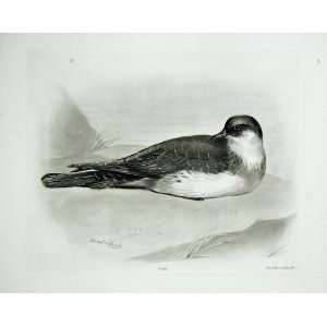  1908 Pomatorhine Skua Stercorarius Pomatorhinus Male