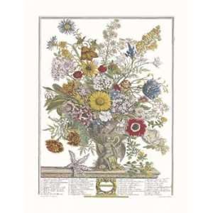 Robert Furber   Twelve Months of Flowers 1730/November  
