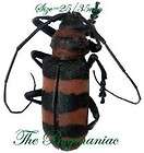 Beetles Cerambycidae Zoographus regalis centralis P, Beetles 