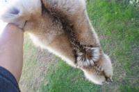 Gorgeous Light colored winter fur/skin/ coyote pelt beautiful w/ ring 
