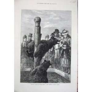  1873 Zoological Society Gardens Animals Black Bear Art