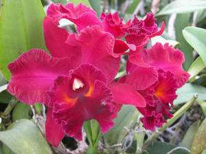 BLC EDISTO MENDENHALL ~SUPER~ RED CATTLEYA Orchid Plant  