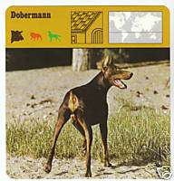 DOBERMANN DOBERMAN PINSCHER DOG Picture CARD Breed  