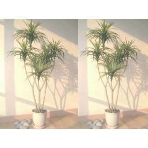 5ft Yucca Palms, Artificial Trees 