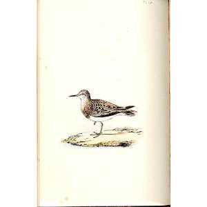  TemminckS Stint Meyer H/C Birds 1842 50