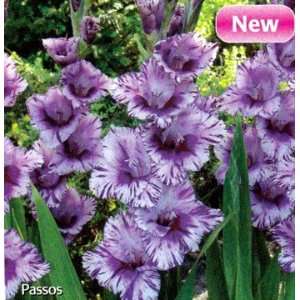  Passos Gladiolus 10 Bulbs   NEW   Lush Plum Patio, Lawn 