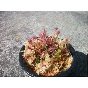   Drosera Intermedia Sundews Carnivorous Plants Patio, Lawn & Garden