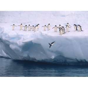  Adelie Penguins Line up to Dive into the Antarctic Waters 
