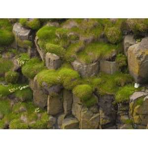  The Basalt Cliffs of Staffa Offer Terraced Perches for 